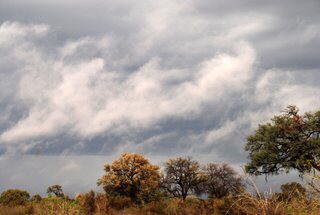 Picture (c) BeeTee - Botswana - Savuti