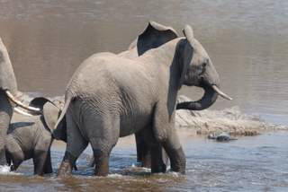 Pictures (c) BeeTee - Malawi - Elefant im Ruaha NP