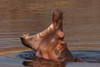 Pictures (c) BeeTee - Malawi - Hippo im Ruaha NP