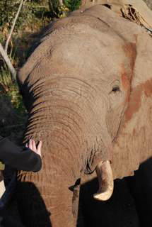 Pictures (c) BeeTee - Simbabwe - Victoria Falls - Elefantenritt