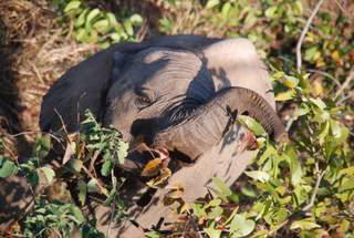 Pictures (c) BeeTee - Simbabwe - Victoria Falls - Elefantenritt