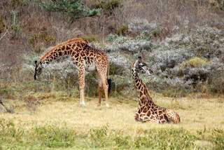 Pictures (c) BeeTee - Tansania - Arusha National Park - Giraffen