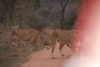 Pictures (c) BeeTee - South Africa - Punda Maria Camp