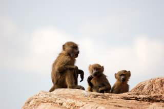 Pictures (c) BeeTee - Tansania - Lake Manyara National Park - Mto Wa Mbu