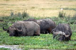 Pictures (c) BeeTee - Tansania - Ngorongoro Krater
