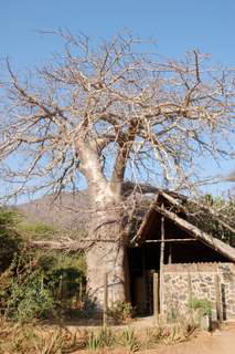 Pictures (c) BeeTee - Tansania - Mikumi National Park - Baobab Vally Camp