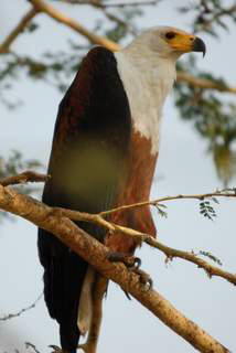 Pictures (c) BeeTee - Mosambik - Parque Nacional Gorongosa 