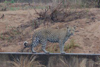 Pictures (c) BeeTee - South Africa _ Kruger National Park - Crocodile Bridge Camp - Lower Sabie - Big Five