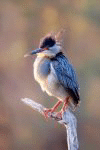 Night Heron im Kruger National park
