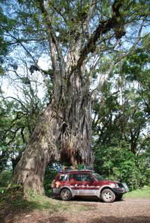 Pictures (c) BeeTee - Tansania - Arusha National Park - Fig Tree Arch