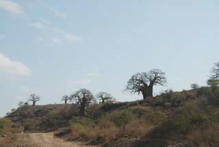 Pictures (c) BeeTee - Tansania - Arusha - Tarangire National Park