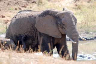 Pictures (c) BeeTee - Tansania - Tarangire National Park