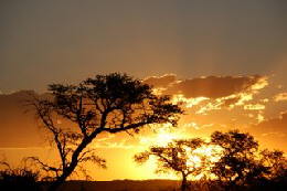 Picture (c) BeeTee - South Africa - Botswana - Kgalagadi - Khutse - 