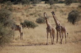 Picture (c) BeeTee - Kgalagadi - Giraffen