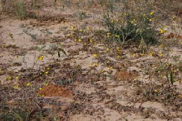 Picture (c) BeeTee - Central Kalahari GR 